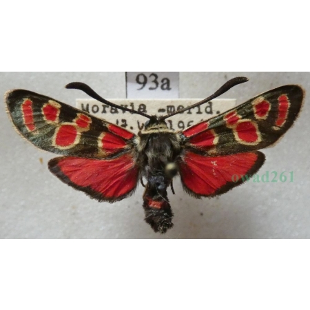 Zygaena carniolica (Scopoli, 1763) Kraśnik rzęsinowiec Czech93a